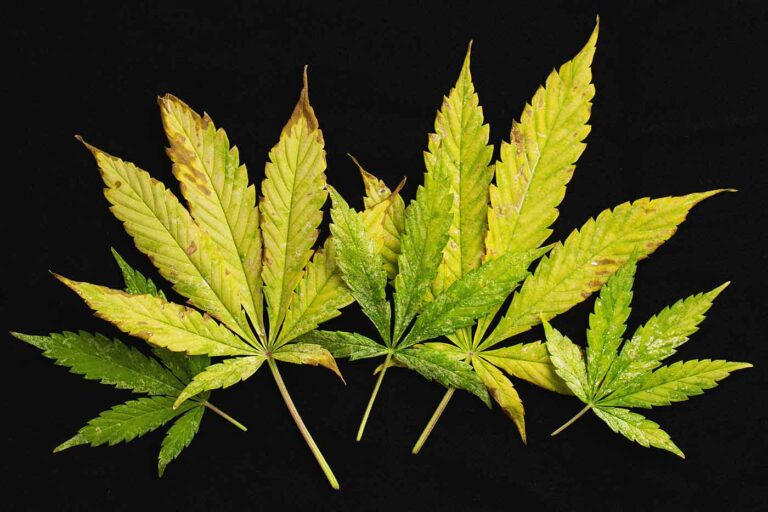 Cannabis Leaves Turning Yellow