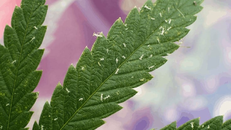 Pest Infestations in Cannabis